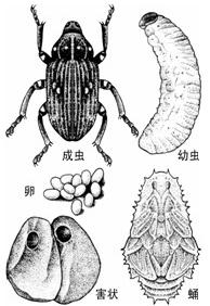 华山松球果象