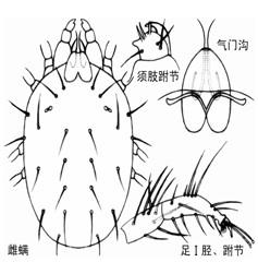 针叶小爪螨